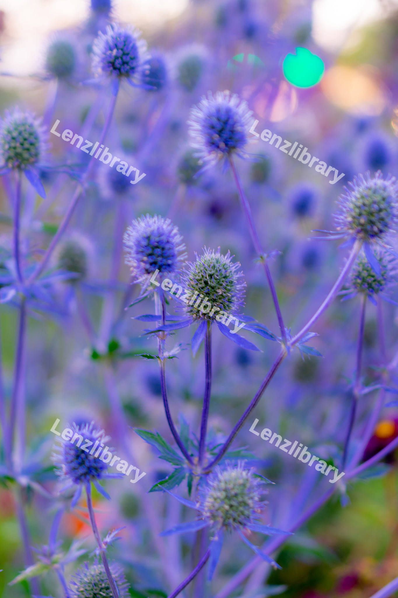 Purple Eryngo Flower